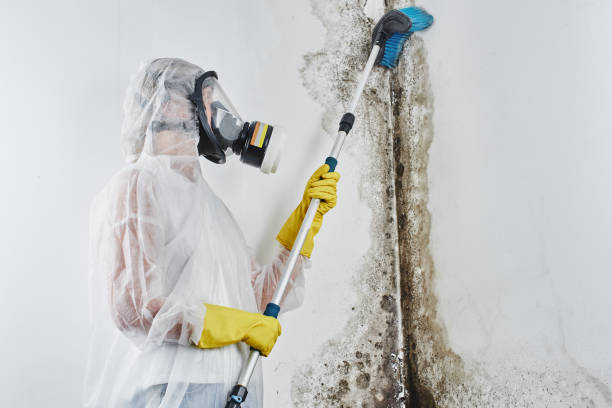 Best Mold Remediation for Healthcare Facilities  in Stoughton, WI